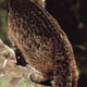 Illustration for article titled Caturday - Prionailurus bengalensis iriomotensis Edition